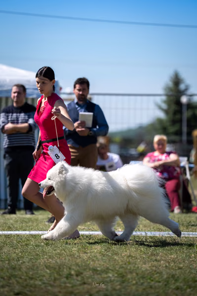Samojed klub SK — DSC02206