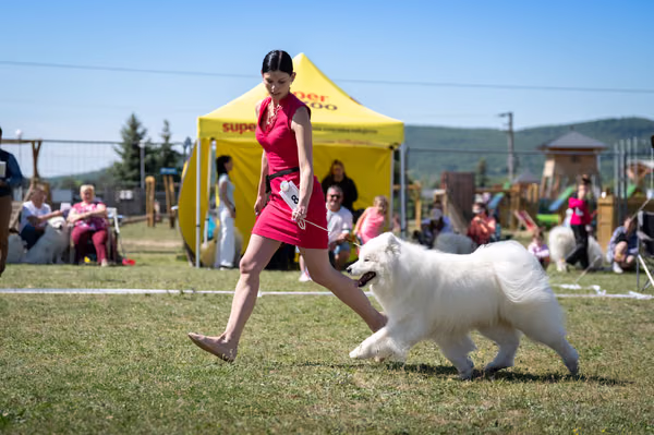 Samojed klub SK — DSC02195