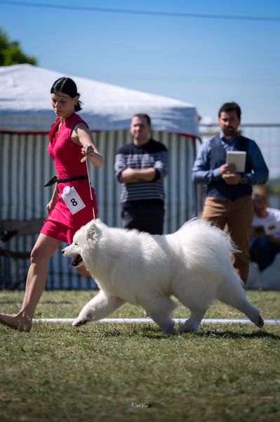 Samojed klub SK — DSC02207