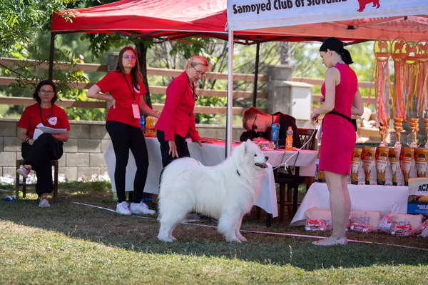 Samojed klub SK — DSC02212