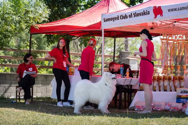 Samojed klub SK — DSC02216
