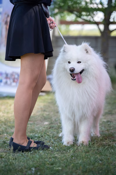 Samojed klub SK — DSC02155