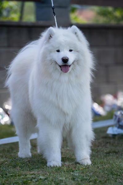 Samojed klub SK — DSC02138