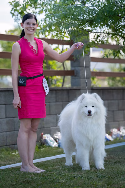 Samojed klub SK — DSC02147