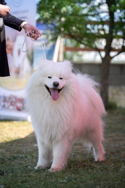Samojed klub SK — DSC02162