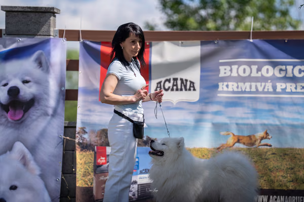 Samojed klub SK — DSC02402