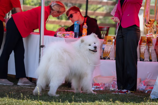 Samojed klub SK — DSC02358