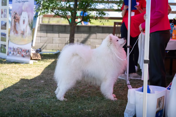 Samojed klub SK — DSC02361