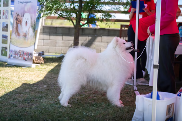 Samojed klub SK — DSC02362