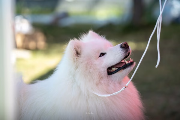 Samojed klub SK — DSC02366