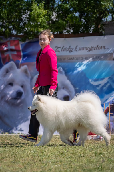Samojed klub SK — DSC02378