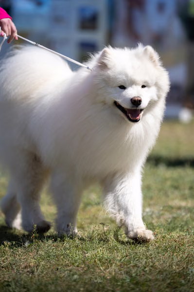Samojed klub SK — DSC02397