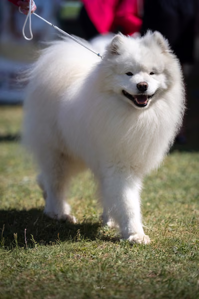 Samojed klub SK — DSC02401