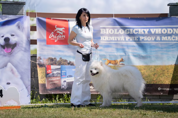Samojed klub SK — DSC02440