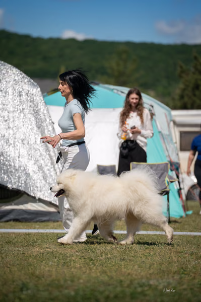 Samojed klub SK — DSC05274