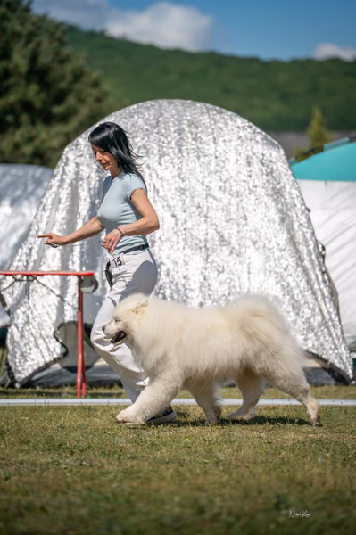 Samojed klub SK — DSC05276