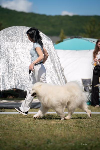 Samojed klub SK — DSC05275