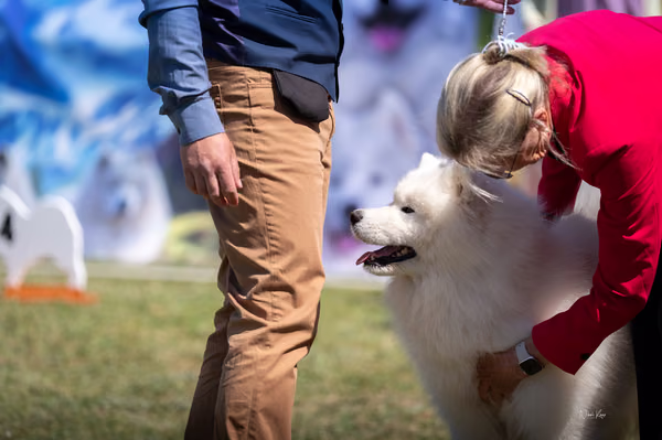 Samojed klub SK — DSC02776