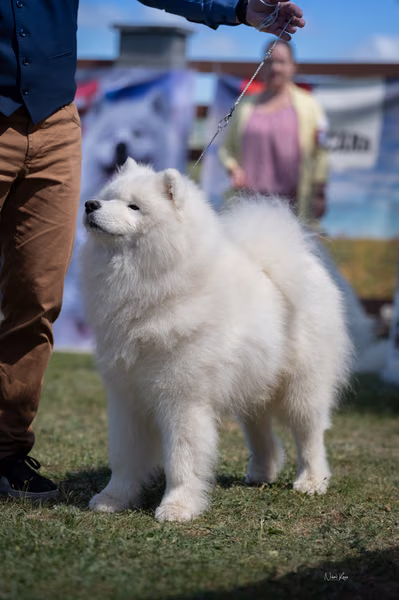Samojed klub SK — DSC02777