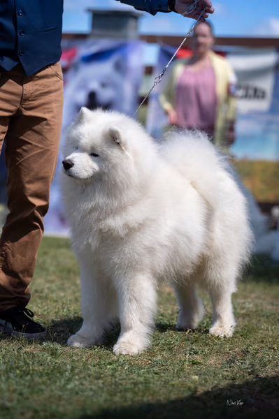 Samojed klub SK — DSC02779