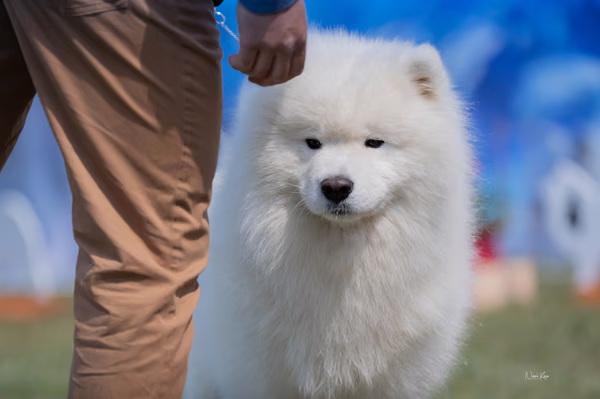 Samojed klub SK — DSC02784