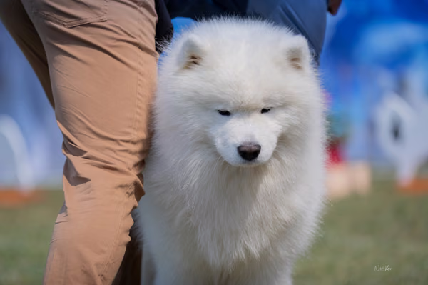 Samojed klub SK — DSC02786