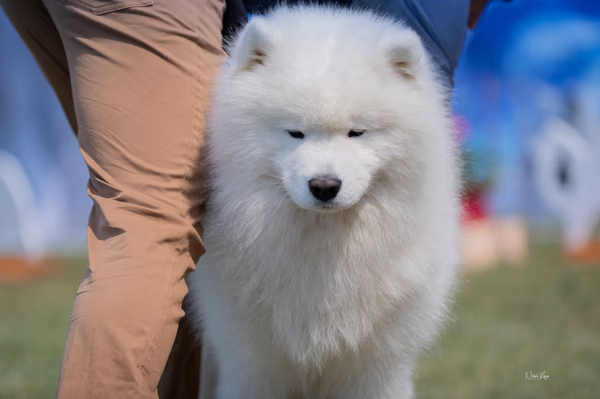 Samojed klub SK — DSC02787