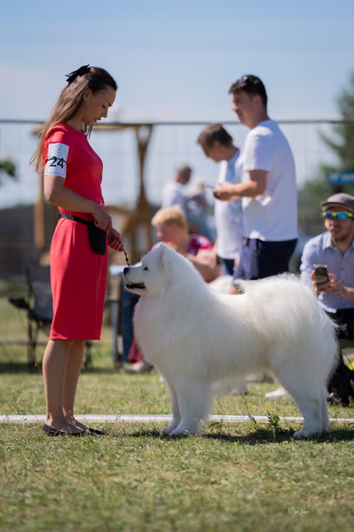 Samojed klub SK — DSC02681