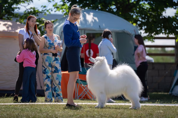 Samojed klub SK — DSC02643