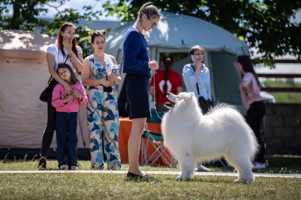 Samojed klub SK — DSC02642
