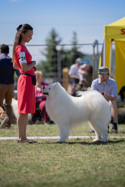 Samojed klub SK — DSC02688