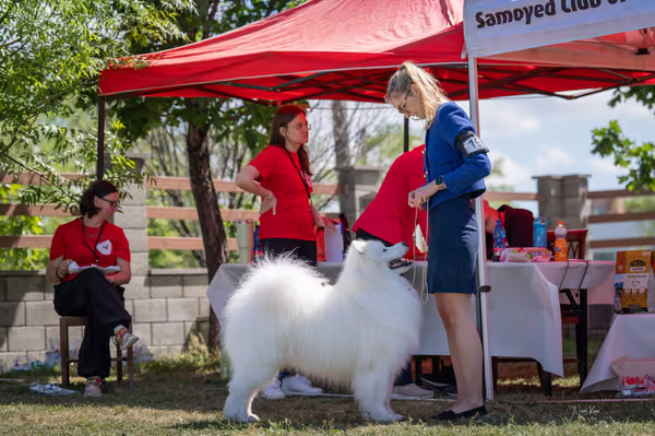 Samojed klub SK — DSC02732