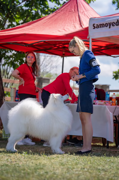 Samojed klub SK — DSC02736