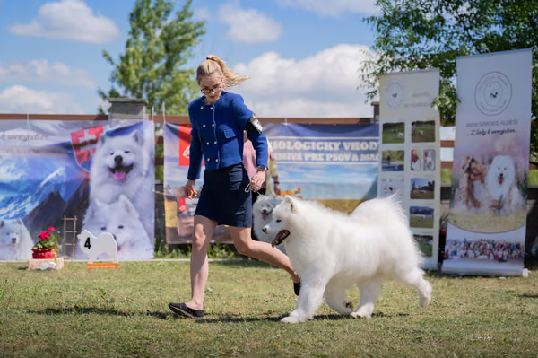 Samojed klub SK — DSC02743