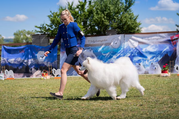 Samojed klub SK — DSC02749