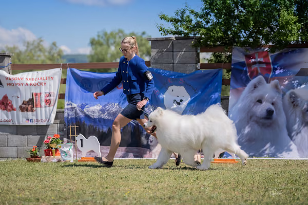 Samojed klub SK — DSC02759