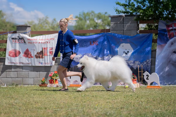 Samojed klub SK — DSC02760