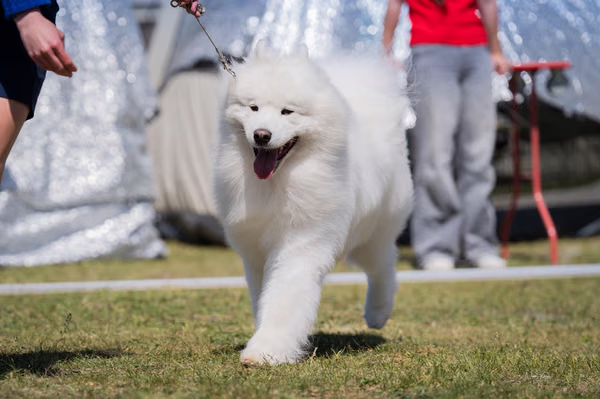 Samojed klub SK — DSC02771