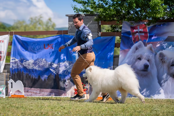 Samojed klub SK — DSC02794