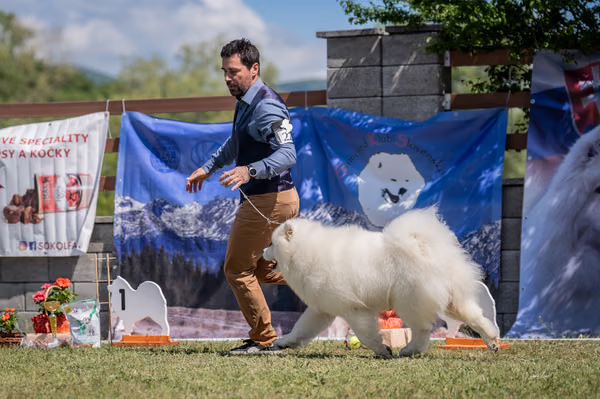 Samojed klub SK — DSC02795