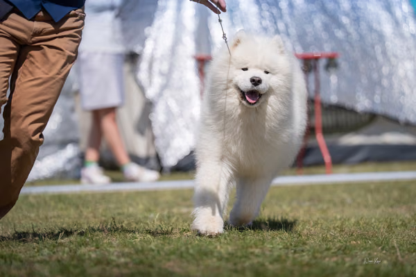 Samojed klub SK — DSC02813