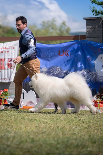 Samojed klub SK — DSC02796