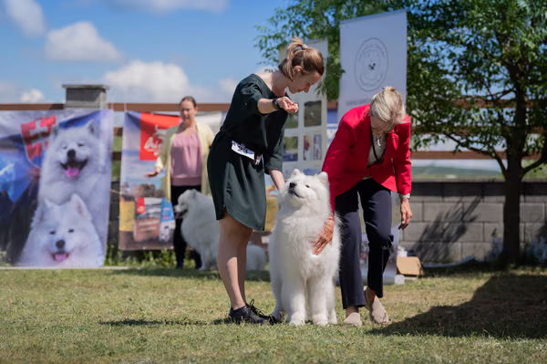 Samojed klub SK — DSC02815