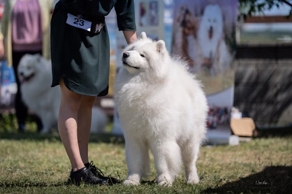Samojed klub SK — DSC02819
