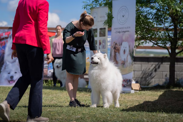 Samojed klub SK — DSC02821