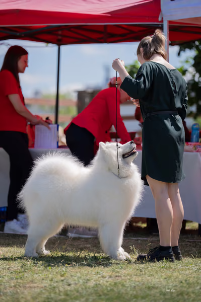 Samojed klub SK — DSC02831