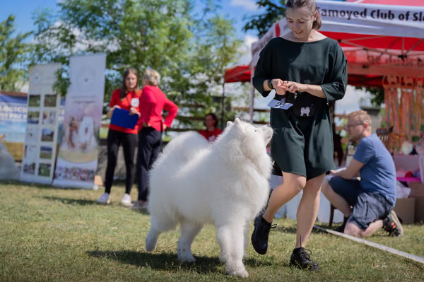 Samojed klub SK — DSC02868