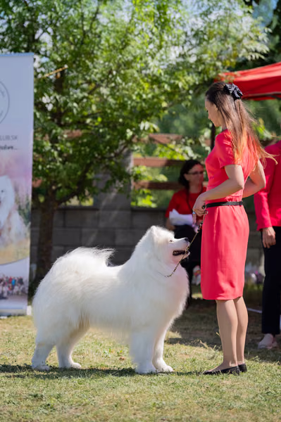 Samojed klub SK — DSC02872