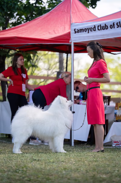 Samojed klub SK — DSC02898