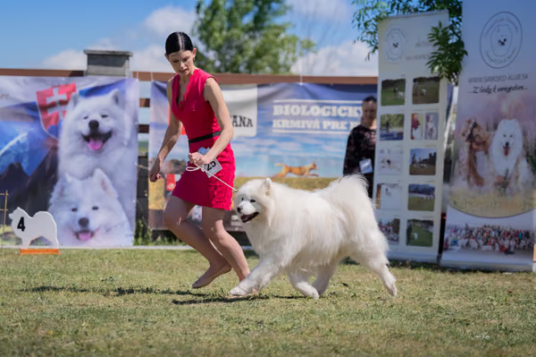 Samojed klub SK — DSC03221